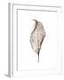 Leaf-Design Fabrikken-Framed Photographic Print