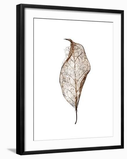 Leaf-Design Fabrikken-Framed Photographic Print