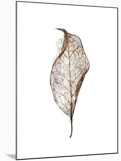 Leaf-Design Fabrikken-Mounted Photographic Print