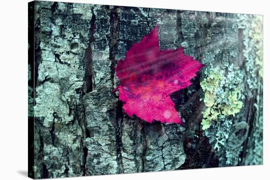 Leaf-Mark Ashkenazi-Stretched Canvas