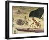 Leafcutter Ant (Acromyrmex Lundii), Formicidae-null-Framed Giclee Print