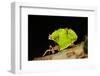 Leafcutter ant (Atta cephalotes,) carrying pieces of leaves, Costa Rica.-Konrad Wothe-Framed Photographic Print