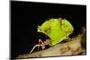Leafcutter ant (Atta cephalotes,) carrying pieces of leaves, Costa Rica.-Konrad Wothe-Mounted Photographic Print