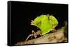 Leafcutter ant (Atta cephalotes,) carrying pieces of leaves, Costa Rica.-Konrad Wothe-Framed Stretched Canvas
