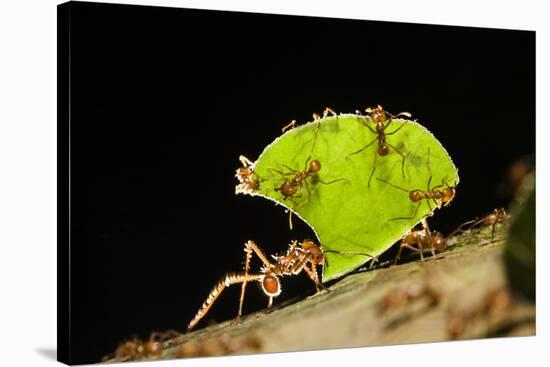 Leafcutter ant (Atta cephalotes,) carrying pieces of leaves, Costa Rica.-Konrad Wothe-Stretched Canvas