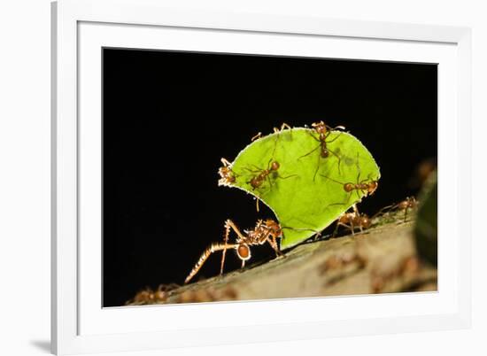 Leafcutter ant (Atta cephalotes,) carrying pieces of leaves, Costa Rica.-Konrad Wothe-Framed Photographic Print