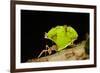 Leafcutter ant (Atta cephalotes,) carrying pieces of leaves, Costa Rica.-Konrad Wothe-Framed Photographic Print