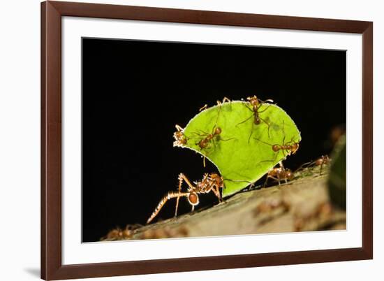 Leafcutter ant (Atta cephalotes,) carrying pieces of leaves, Costa Rica.-Konrad Wothe-Framed Photographic Print