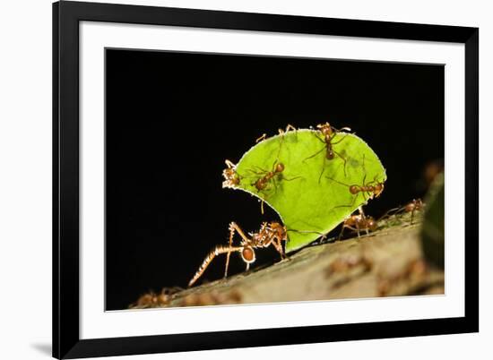 Leafcutter ant (Atta cephalotes,) carrying pieces of leaves, Costa Rica.-Konrad Wothe-Framed Photographic Print