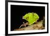 Leafcutter ant (Atta cephalotes,) carrying pieces of leaves, Costa Rica.-Konrad Wothe-Framed Photographic Print