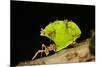 Leafcutter ant (Atta cephalotes,) carrying pieces of leaves, Costa Rica.-Konrad Wothe-Mounted Photographic Print