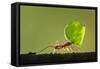 Leafcutter Ant, Costa Rica-Paul Souders-Framed Stretched Canvas