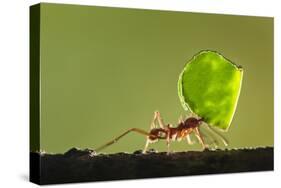 Leafcutter Ant, Costa Rica-Paul Souders-Stretched Canvas