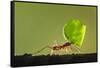 Leafcutter Ant, Costa Rica-Paul Souders-Framed Stretched Canvas