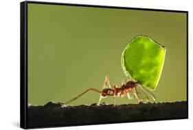 Leafcutter Ant, Costa Rica-Paul Souders-Framed Stretched Canvas