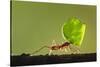 Leafcutter Ant, Costa Rica-Paul Souders-Stretched Canvas