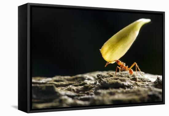 Leafcutter Ant, Costa Rica-null-Framed Stretched Canvas