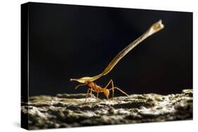 Leafcutter Ant, Costa Rica-null-Stretched Canvas