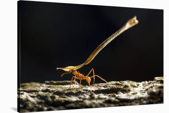 Leafcutter Ant, Costa Rica-null-Stretched Canvas