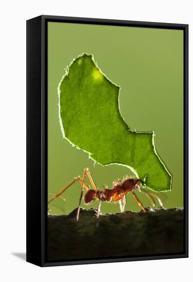 Leafcutter Ant, Costa Rica-null-Framed Stretched Canvas