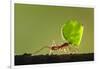 Leafcutter Ant, Costa Rica-Paul Souders-Framed Photographic Print