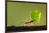 Leafcutter Ant, Costa Rica-Paul Souders-Framed Photographic Print