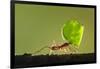 Leafcutter Ant, Costa Rica-Paul Souders-Framed Photographic Print