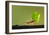 Leafcutter Ant, Costa Rica-Paul Souders-Framed Photographic Print