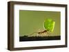 Leafcutter Ant, Costa Rica-Paul Souders-Framed Photographic Print