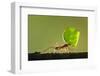 Leafcutter Ant, Costa Rica-Paul Souders-Framed Photographic Print