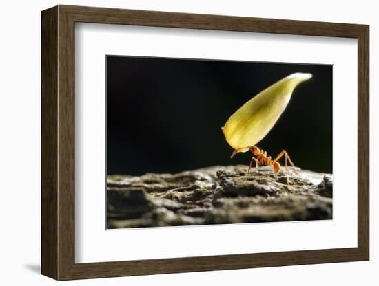 Leafcutter Ant, Costa Rica-null-Framed Photographic Print