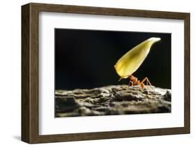 Leafcutter Ant, Costa Rica-null-Framed Photographic Print