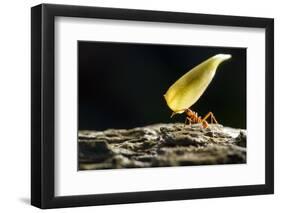 Leafcutter Ant, Costa Rica-null-Framed Photographic Print