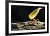 Leafcutter Ant, Costa Rica-null-Framed Photographic Print