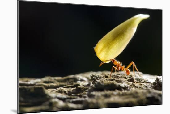 Leafcutter Ant, Costa Rica-null-Mounted Photographic Print