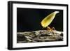 Leafcutter Ant, Costa Rica-null-Framed Photographic Print