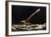 Leafcutter Ant, Costa Rica-null-Framed Photographic Print