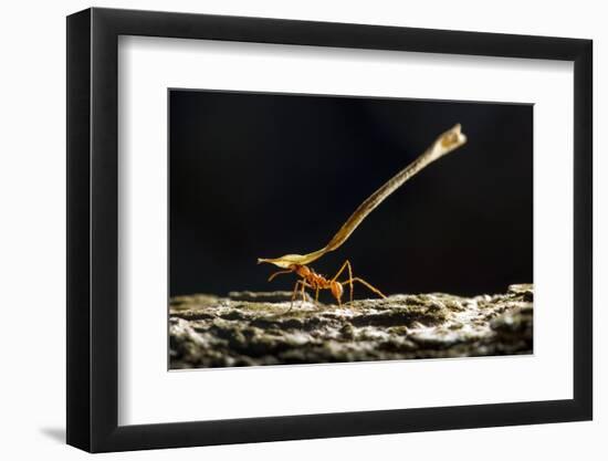 Leafcutter Ant, Costa Rica-null-Framed Photographic Print