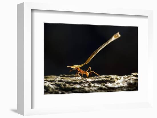 Leafcutter Ant, Costa Rica-null-Framed Photographic Print