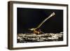 Leafcutter Ant, Costa Rica-null-Framed Photographic Print