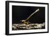 Leafcutter Ant, Costa Rica-null-Framed Photographic Print