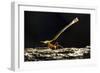 Leafcutter Ant, Costa Rica-null-Framed Photographic Print