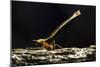 Leafcutter Ant, Costa Rica-null-Mounted Photographic Print