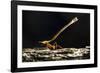 Leafcutter Ant, Costa Rica-null-Framed Photographic Print