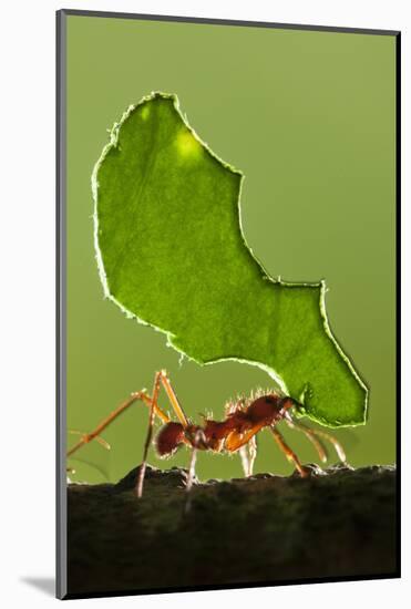 Leafcutter Ant, Costa Rica-null-Mounted Photographic Print