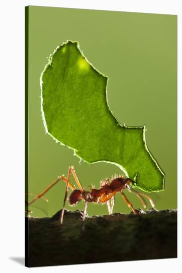 Leafcutter Ant, Costa Rica-null-Stretched Canvas