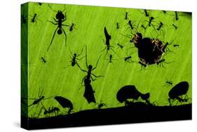 Leafcutter Ants (Atta Sp) Colony Harvesting a Banana Leaf, Costa Rica-Bence Mate-Stretched Canvas
