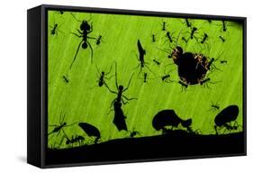 Leafcutter Ants (Atta Sp) Colony Harvesting a Banana Leaf, Costa Rica-Bence Mate-Framed Stretched Canvas