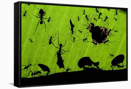 Leafcutter Ants (Atta Sp) Colony Harvesting a Banana Leaf, Costa Rica-Bence Mate-Framed Stretched Canvas