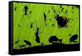 Leafcutter Ants (Atta Sp) Colony Harvesting a Banana Leaf, Costa Rica-Bence Mate-Framed Stretched Canvas